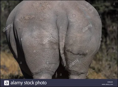 Lui, si vous l'énervez, il peut se mettre en mode char d'assaut !