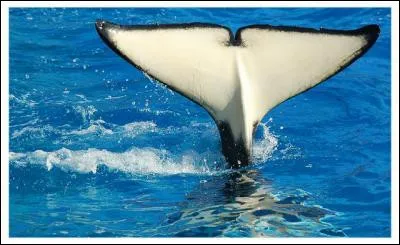 On l'appelle aussi épaulard !