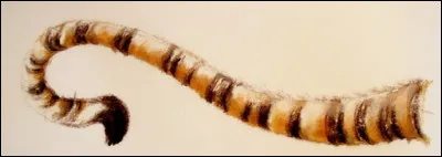 En Asie, il est le maître de la jungle !