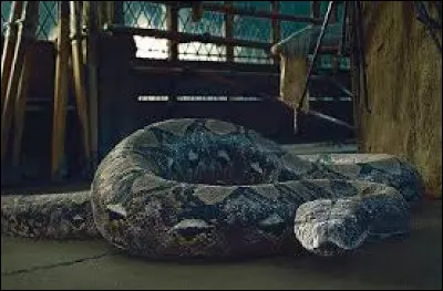Comment s'appelle le serpent de Voldemort ?