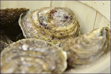 De quel pays viennent les vritables hutres de Zlande ?