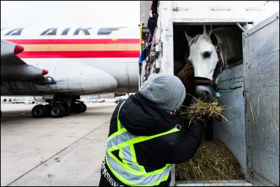 Après leur transport, les chevaux se voient toujours attribués les mêmes voisins pour assurer un certain confort de ville en ville.