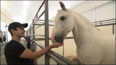 Les chevaux entrent sur scène dans des ordres différents à chaque spectacle pour assurer un moment unique et spécial.