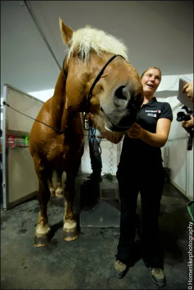 Seulement un bon cavalier certifié peut adopter un cheval retraité de Cavalia.