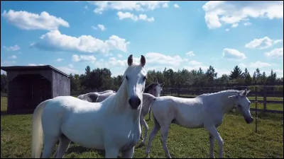 Où les chevaux de Cavalia Odysseo sont-ils envoyés pour leur retraite ?