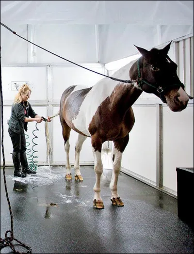 De nombreux chevaux sont tressés après le spectacle. Le temps de tressage varie entre ____ selon la longueur de crinières.