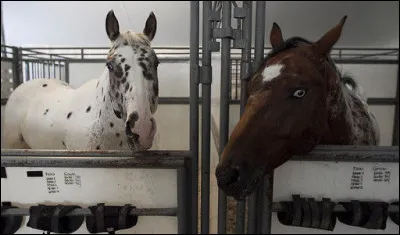 Cochez les races qui performent dans Cavalia Odysseo.