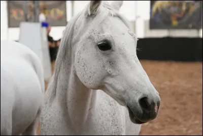 Cochez les races qui performent dans Cavalia Odysseo.