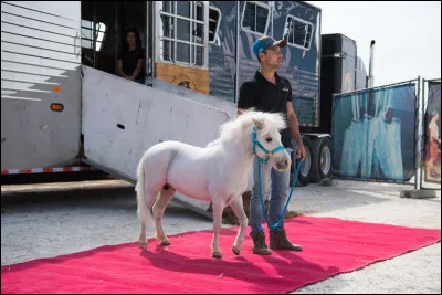 Cochez les races qui performent dans Cavalia Odysseo.