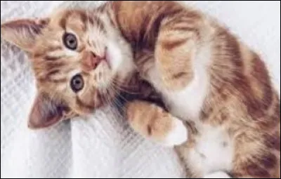 Quel est on animal pr&eacute;f&eacute;r&eacute; ?