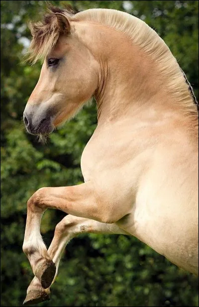 Finissons avec le Fjord, quelle est la robe qu'il utilise le plus ?