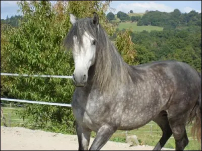 La robe principale du Lusitanien est :