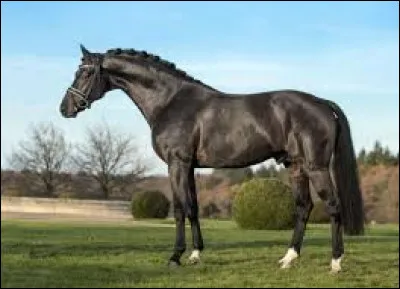 Quelle est la robe la plus utilisée par l'Hanovrien ?