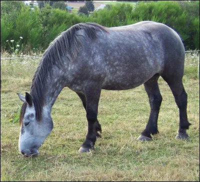 Les Percherons sont en général de robe :