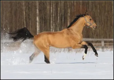 La robe la plus utilisée par l'Akhal-Teke est :