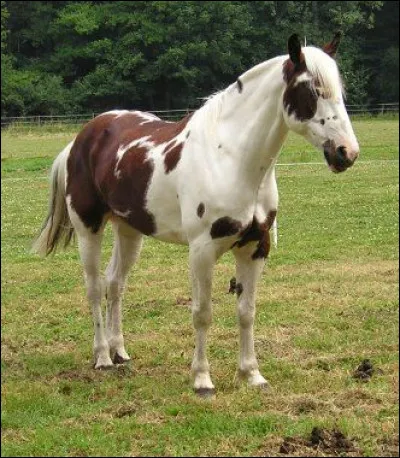 Le Criollo Argentin a en général la robe :