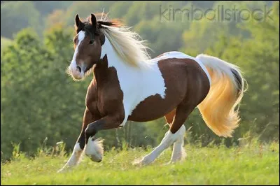 Et le Tinker est généralement :