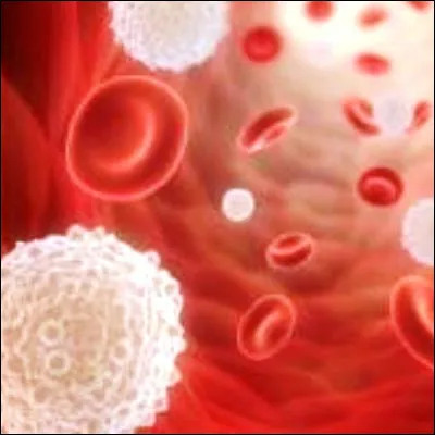 Sous quel nom sont plus couramment connus les érythrocytes ?