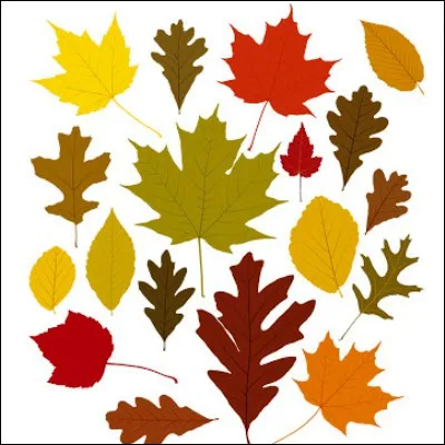 Comment appelle-t-on les feuilles de la majorité des pinophytes ?