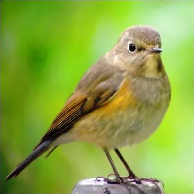 Quel personnage de bandes dessinées est surnommé le "Rossignol milanais" ?