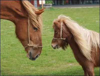 Quelle est la taille maximale d'un poney ?