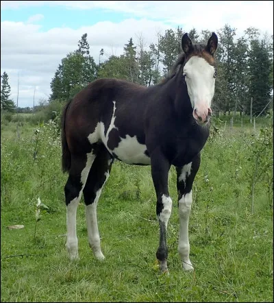 Laquelle de ces robes ne fait pas partie des 3 de base ?