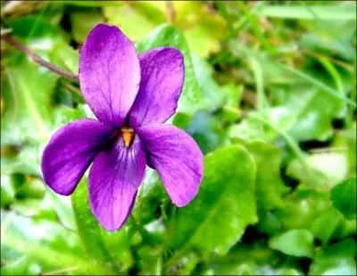 Quelle ville d'Italie est associe aux violettes ?