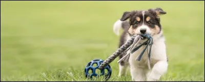 Quelle serait sa plus grande qualité ?