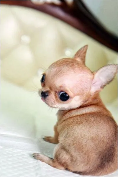 Tu préfères les...