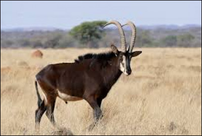 Quelle longueur moyenne atteignent les antilopes noires adultes ?