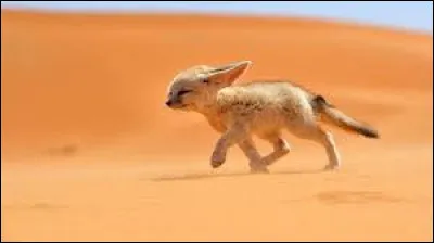 Quel est le régime alimentaire du fennec ?