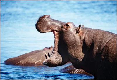 Il y a 55 millions d'années, de quelles espèces les hippopotames ont-ils divergé pour devenir tels qu'ils sont maintenant ?