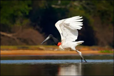 Quel est cet animal ?