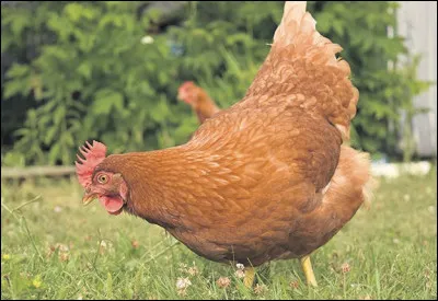 Comment dit-on "poule" en japonais ?