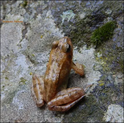 Comment dit-on "grenouille" en japonais ?