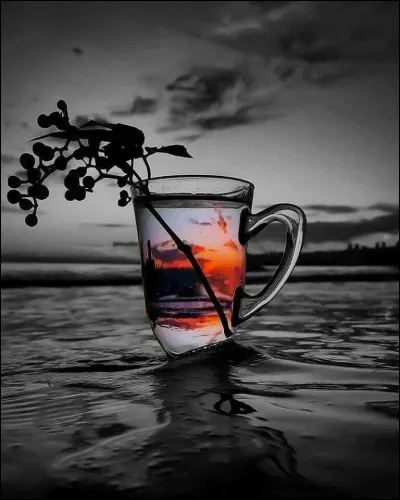 Quelle est la couleur des baies mortelles de la belladone ?