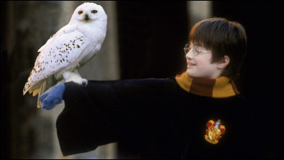 Comment s'appelle la chouette de Harry Potter ?