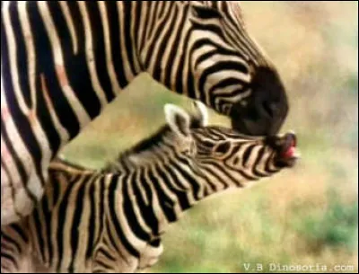 Quel est le petit du zèbre ?