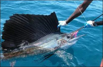 Quel est cet animal ?