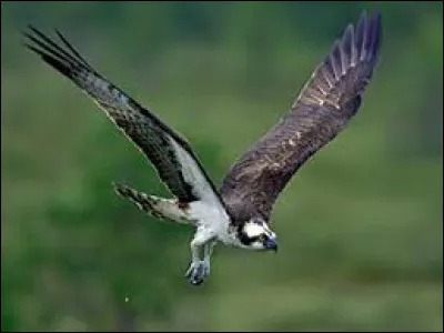 Quelle est la distance record parcourue, en un jour, par un balbuzard p&ecirc;cheur en migration ?