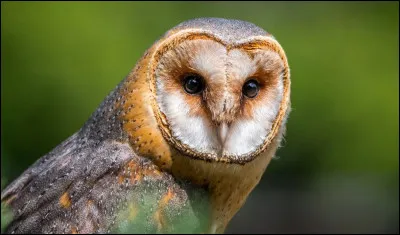 Quelle caract&eacute;ristique permet &agrave; l'effraie des clochers d'&ecirc;tre totalement silencieuse en vol ?