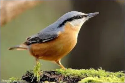 La sitelle torchepot peut-elle descendre les troncs, la t&ecirc;te en bas ?
