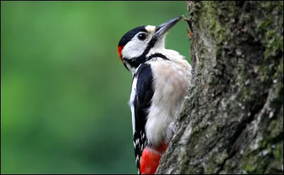 Pour quelle raison le pic &eacute;peiche tambourine-t-il ?