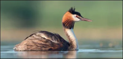 Jusqu'&agrave; quelle profondeur le gr&egrave;be hupp&eacute; peut-il plonger ?