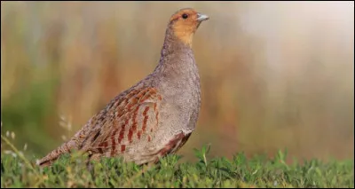 La perdrix grise est-elle la seule perdrix de France ?