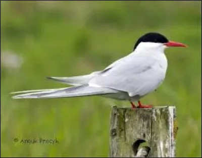 Combien d'esp&egrave;ces de sternes sont pr&eacute;sentes en France ?