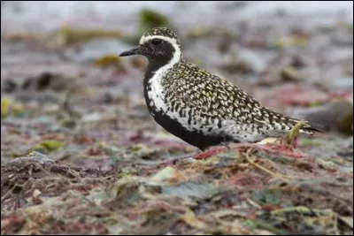 Le pluvier dor&eacute; est-il pr&eacute;sent en France ?