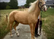 Quiz Quiz Galop 2 / Révisions Galop 1