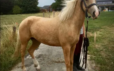 Quiz Galop 2