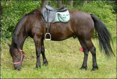 Comment s'appelle l'équipement qu'a ce cheval sur le dos ?